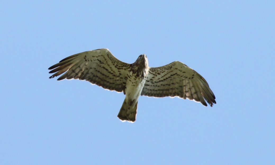 Bianconi - Circaetus gallicus